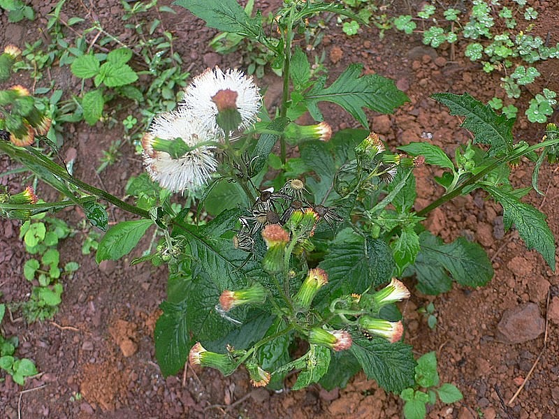 Hoa của rau tàu bay tựa như chùm hoa của cây bồ công anh Hoa của rau tàu bay tựa như chùm hoa của cây bồ công anh