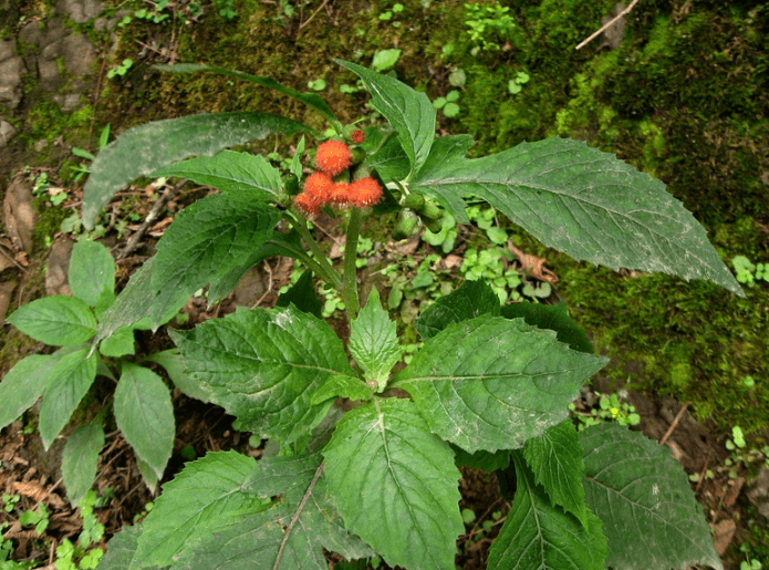 rau tàu bay còn được gọi là Cây Kim Thất rau tàu bay còn được gọi là Cây Kim Thất
