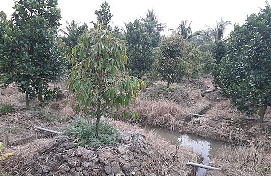 Để xả phèn cho đất, nông dân đào rãnh xung quanh mô đất trồng sầu riêng. Để xả phèn cho đất, nông dân đào rãnh xung quanh mô đất trồng sầu riêng.