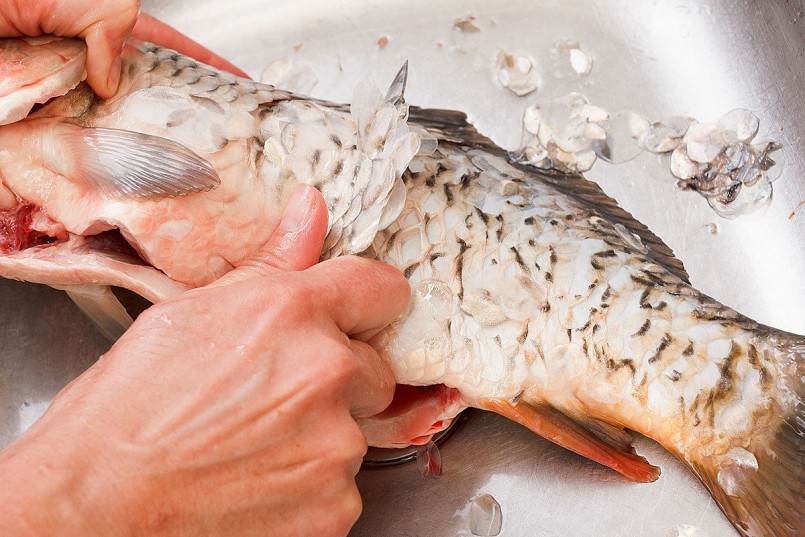 Bộ phận của cá tưởng là rác vất đi, hoá ra là “bảo bối” trường thọ và làm đẹp