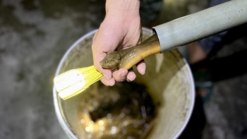Bỏ chút tiền mua trúm, nông dân ở Quảng Bình thu tiền triệu mỗi đêm đi bẫy con đặc sản