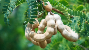 Những lợi ích khi sử dụng me