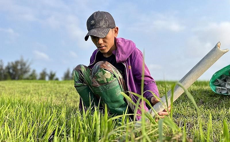 Người dân sử dụng ông nhựa làm trúm để bẫy lươn đồng. Người dân sử dụng ông nhựa làm trúm để bẫy lươn đồng.