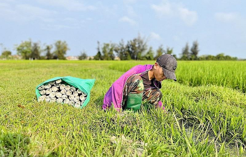 Trúm lươn được đặt vào buổi tối. Trúm lươn được đặt vào buổi tối.