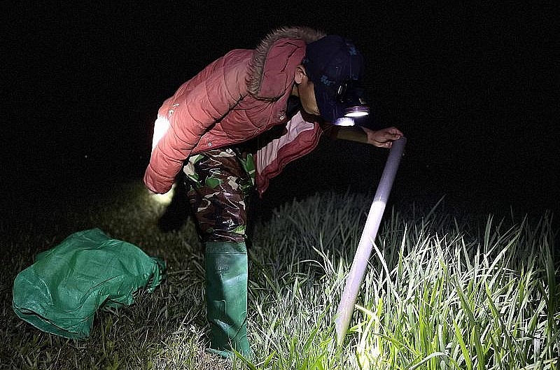 Trung bình mỗi đêm anh Hoàn đặt khoảng 300 trúm, nếu may mắn có thể bắt được từ 6 - 8 kg lươn, thu hàng triệu đồng. Trung bình mỗi đêm anh Hoàn đặt khoảng 300 trúm, nếu may mắn có thể bắt được từ 6 - 8 kg lươn, thu hàng triệu đồng.