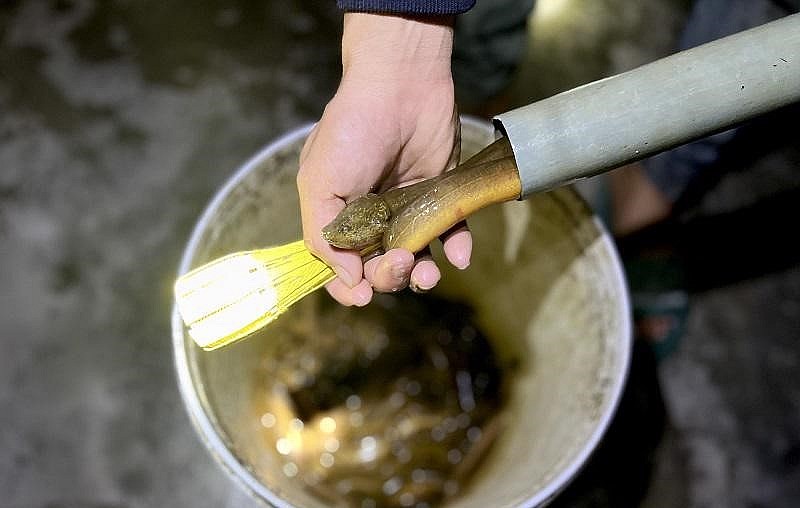 Khi gà cất tiếng gáy râm ran cả vùng quê cũng là lúc “thợ” đặt trúm lươn thu dọn “đồ nghề” trở về nhà. Khi gà cất tiếng gáy râm ran cả vùng quê cũng là lúc “thợ” đặt trúm lươn thu dọn “đồ nghề” trở về nhà.