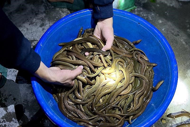 Thành quả sau một đêm bẫy lươn đã mang lại cho người dân nơi đây nguồn thu nhập lớn để trang trải cuộc sống. Thành quả sau một đêm bẫy lươn đã mang lại cho người dân nơi đây nguồn thu nhập lớn để trang trải cuộc sống.