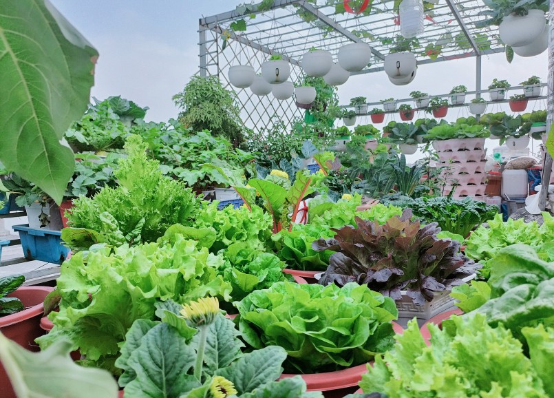 Các loại rau được nữ giáo viên trồng gối vụ, theo mùa, rất đa dạng.