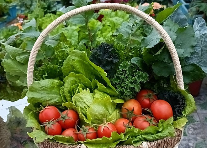 Mỗi vụ thu hoạch rau quả trên vườn rau sân thượng, chị lại mang biếu người thân.