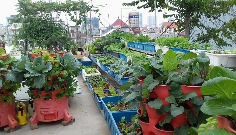 Khu vườn rau tâm huyết của chị Tuyết trên sân thượng rộng 50m2.