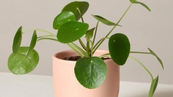 Cây cảnh lá như đồng tiền tên nhẹ nhàng, nhà giàu trồng để hút tài lộc, văn phòng cũng không thể bỏ qua