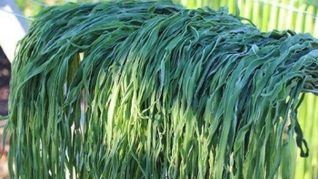 Sự thật đằng sau loại rau khô như rơm, đắt hơn thịt vẫn được săn lùng