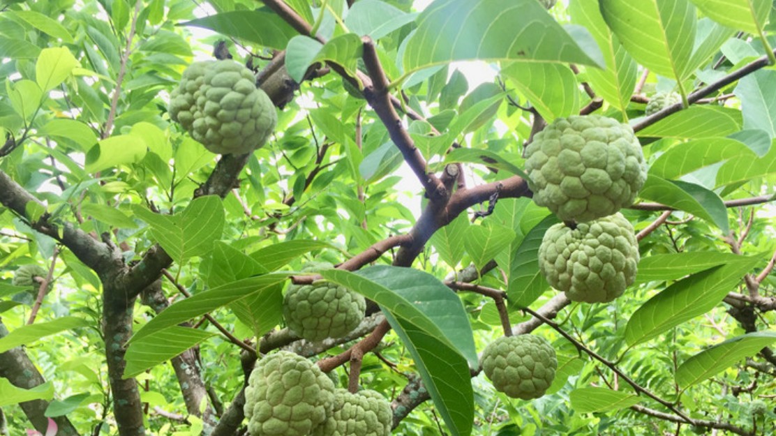 Những tác dụng ít người biết về quả na