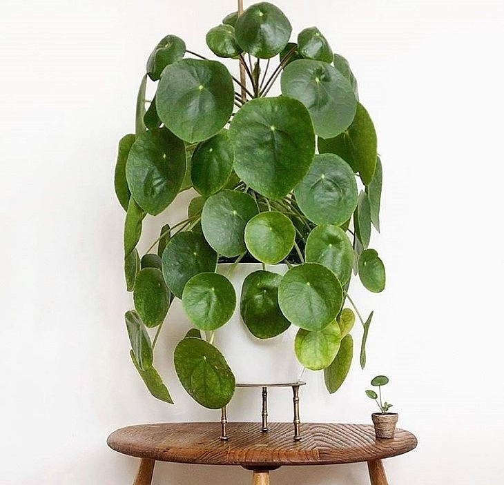 Cỏ gương có thể trồng trong chậu hoặc trồng thủy sinh.