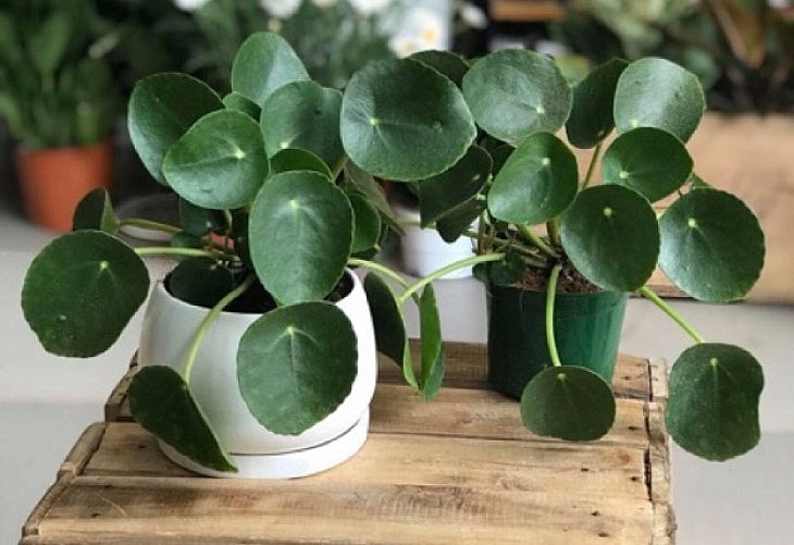 Cây cỏ gương còn có tê gọi là cây đồng tiền.