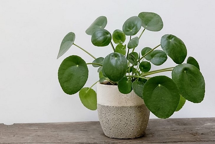 Cỏ gương đem lại may mắn nên nhiều người sử dụng làm quà tặng.