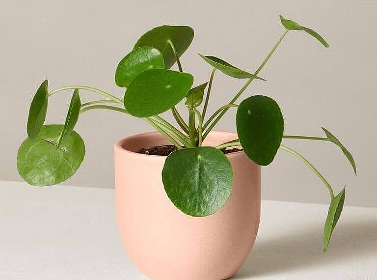 Cây cỏ gương là cây cảnh đẹp dễ trồng và mang ý nghĩa hút tài lộc.