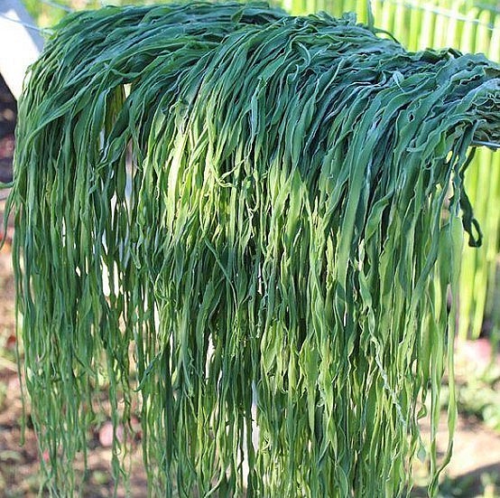 Rau tiến vua còn gọi là rau công sôi