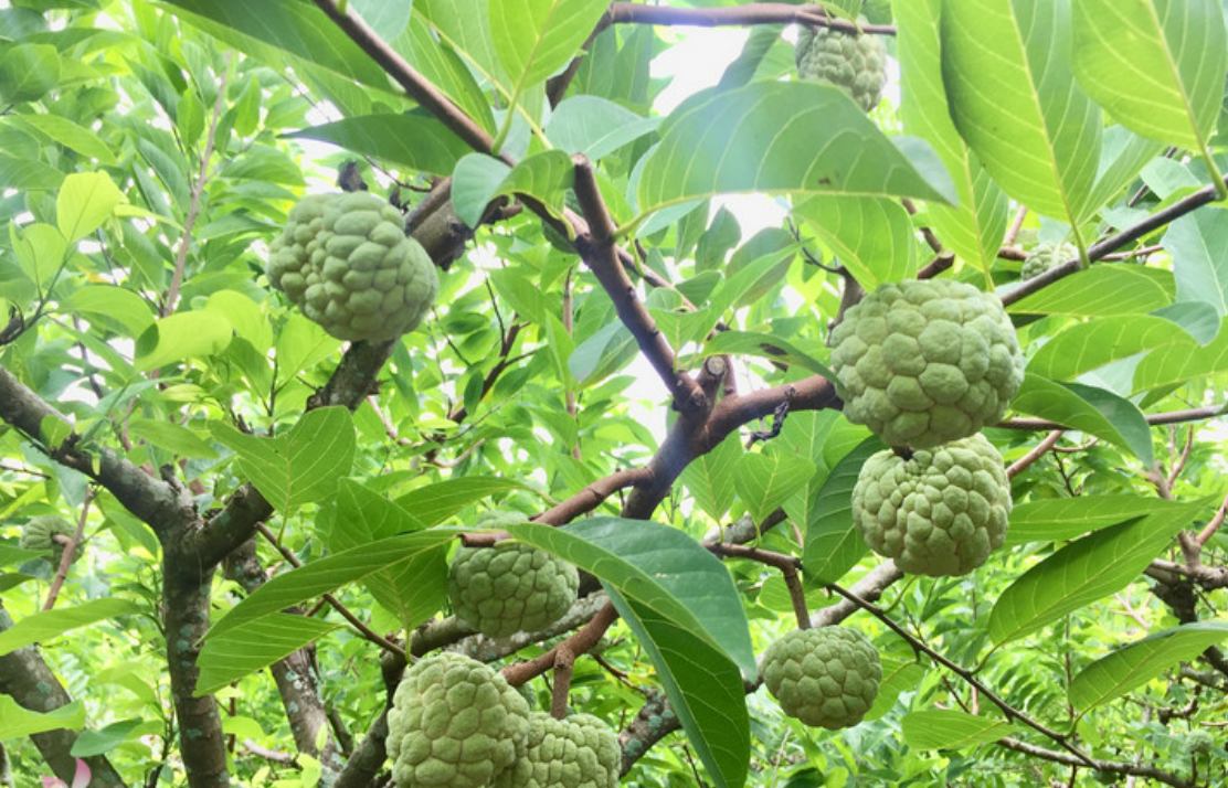 Những tác dụng ít người biết về quả na