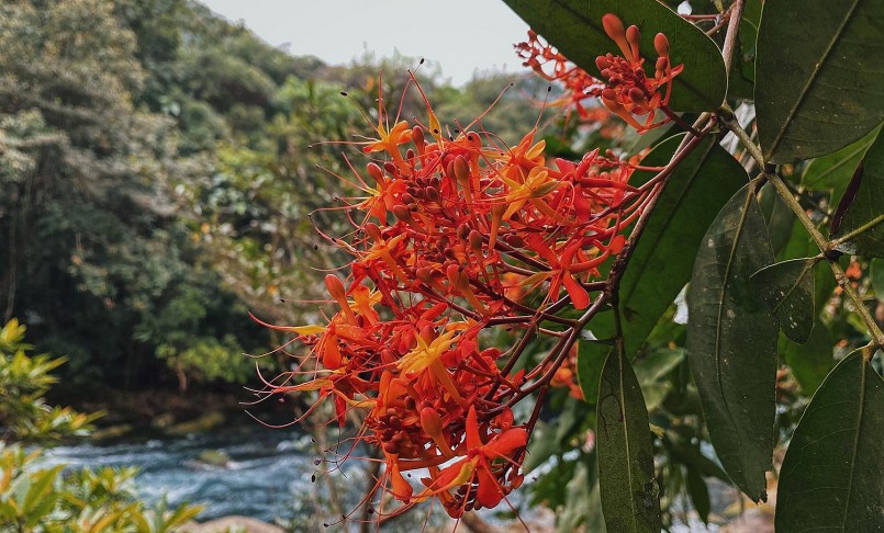Đến suối Moọc vào mùa xuân (tháng 3), trùng với dịp hoa vàng anh nở rộ, hoa còn được gọi là ưu đàm.