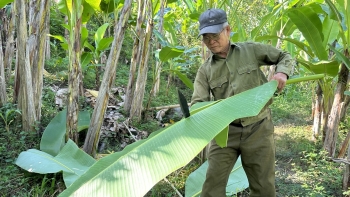 Chỉ cắt lá chuối bán, nhà nông cũng có tiền triệu mỗi ngày