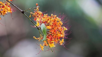 Đến Phong Nha đón mùa vàng anh, loài hoa  