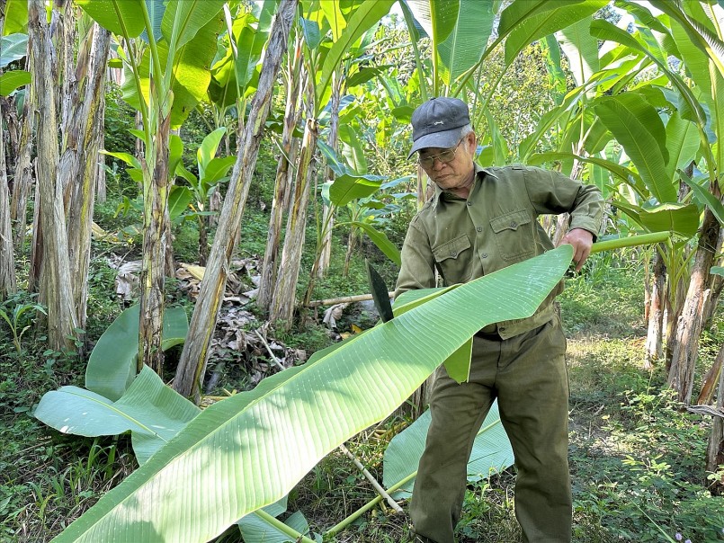 Mỗi ngày, ông Mạc Thanh Long bán ra 3 tạ lá chuối