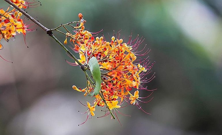 Hoa Vàng Anh chỉ mọc duy nhất ngay cạnh bên bờ suối, với 2 màu riêng biệt là vàng và cam hoà quyện, đan xen nhau.