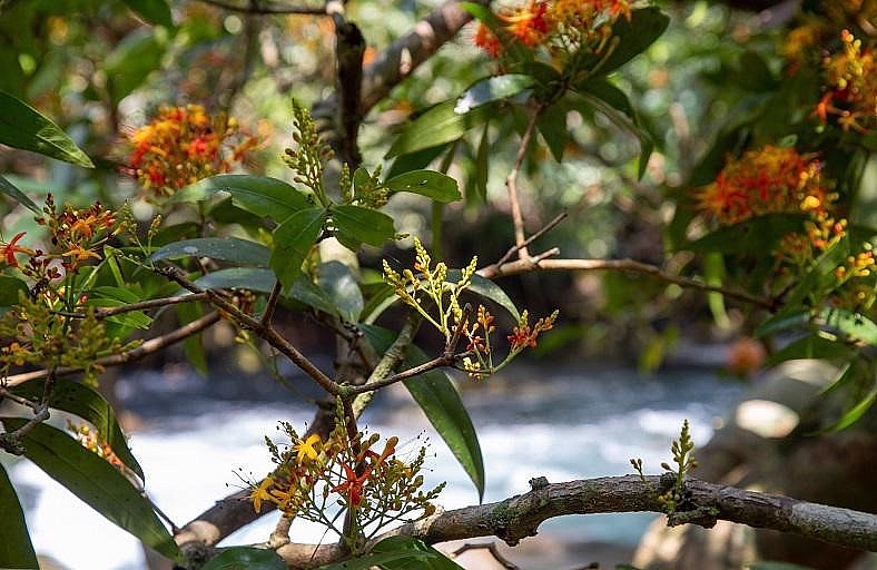 Theo người dân địa phương, hoa Vàng Anh còn được gọi với cái tên vô cùng độc đáo là hoa Vô Ưu - màu sắc không ưu tư phiền muộn.