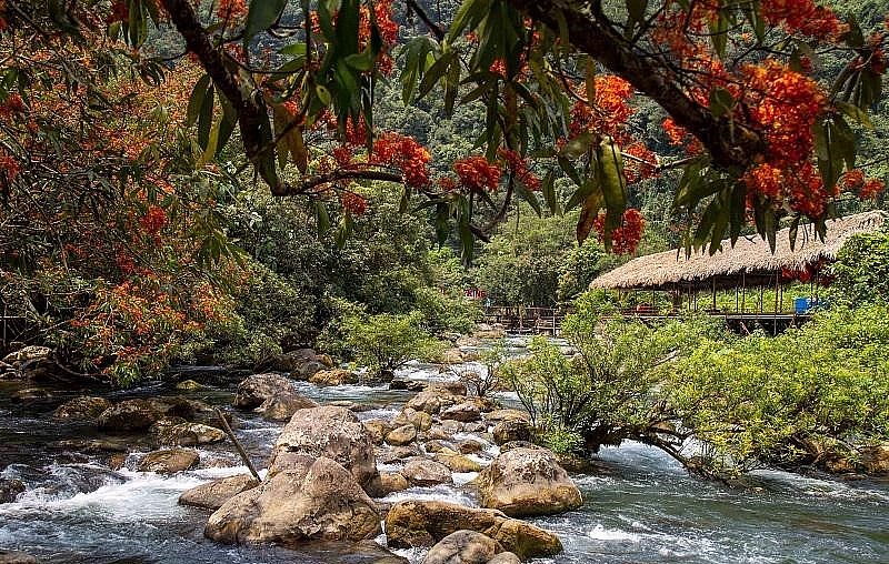 Khi cánh hoa rơi như dát vàng lên những tảng đá rêu phong, dập dềnh trôi theo dòng nước.