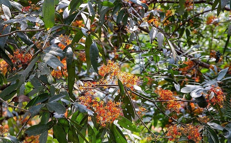 Được biết, loài hoa này chỉ nở và kéo dài hơn 1 tháng rồi nhanh chóng lụi tàn, vào khoảng đầu tháng 3 là thời gian hoa rực rỡ nhất.