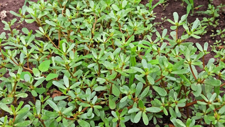 Loại "cỏ dại" người Việt dùng cho gia súc ăn, nhưng sang Trung Quốc được coi là "rau trường thọ"