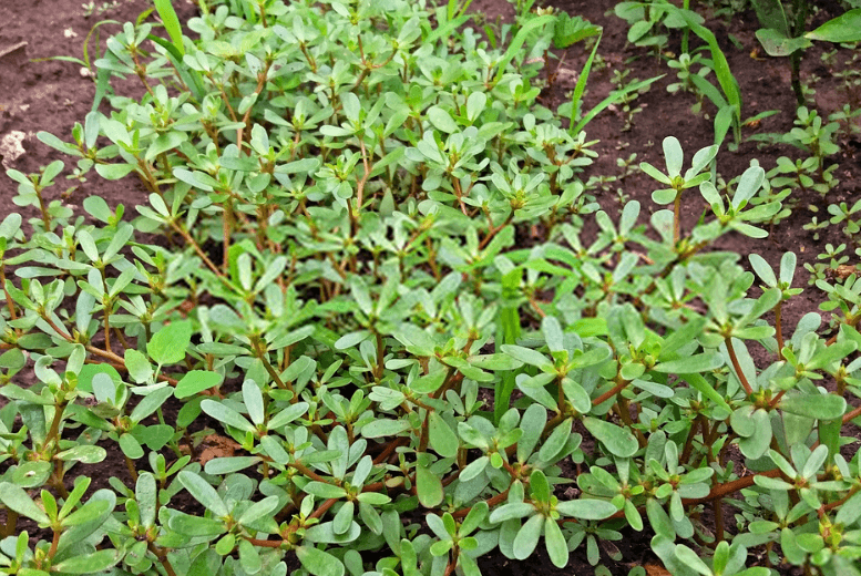 Loại "cỏ dại" người Việt dùng cho gia súc ăn, nhưng sang Trung Quốc được coi là "rau trường thọ"