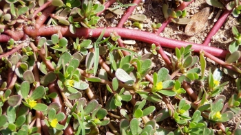 Loại cỏ dại ở Việt Nam được thế giới xem là siêu thực phẩm, Trung Quốc gọi là "rau trường thọ"