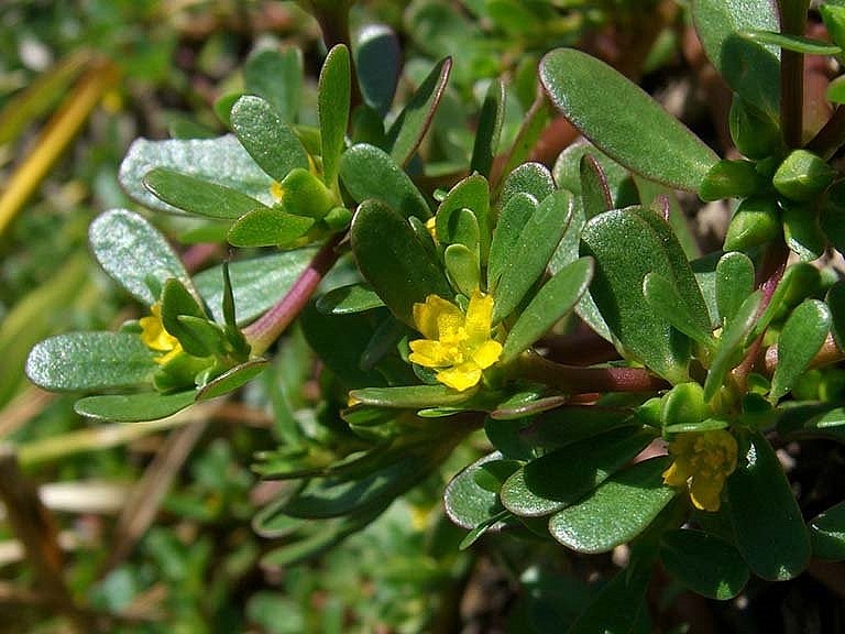 Rau sam rất giàu chất dinh dưỡng 