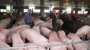 Giá heo hơi hôm nay (21/3) giảm loạn xạ,  rủi ro cho người nuôi heo vẫn tiềm ẩn
