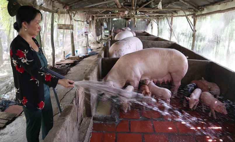 Giá heo hơi hôm nay (21/3) tiếp tục giảm sâu, người chăn nuôi còn đối mặt với nhiều rủi ro tiềm ẩn.