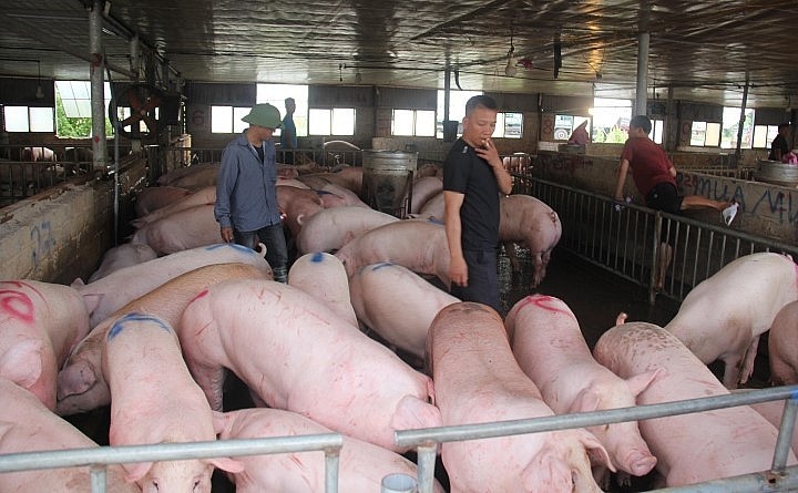 Giá heo hơi hôm nay (21/3) biến động trái chiều 1.000 đồng/kg tại nhiều địa phương, giá cao nhất 51.000 đồng/kg.