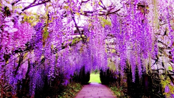 6 loại hoa được nhiều người "săn lùng" để trồng trong mùa hè đẹp rực rỡ, dễ trồng