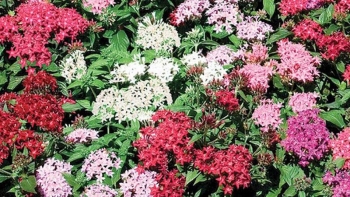 3 loại cây cảnh càng trưng ngoài nắng càng đẹp khiến ai nhìn cũng "mê mẩn"