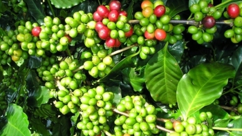 Giá nông sản hôm nay (21/3) cà phê bật tăng 400 đồng/kg, hồ tiêu bất động quanh đáy cũ