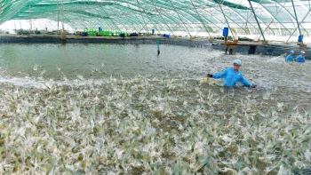 Chủ động xuống giống vụ tôm mới đẩy nhanh tiến độ và kiểm soát dịch bệnh trên tôm