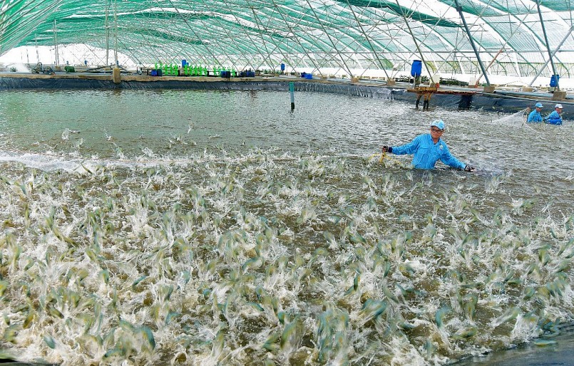 Tỉnh Sóc Trăng xác định thủy sản là ngành kinh tế mũi nhọn, trong đó đi đầu là nghề nuôi tôm xuất khẩu.