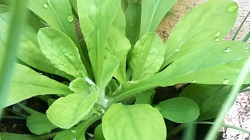 Rau khúc là loài rau chẳng ai trồng cũng chẳng ai chăm