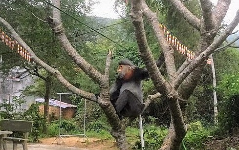 Voọc chà vá chân xám xuất hiện tại khu vực dân cư thuộc xã Hòa Kiến, thành phố Tuy Hòa. (Ảnh: TTXVN).