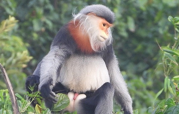 Một cá thể voọc chà vá chân xám được các thành viên Trung tâm Bảo tồn Đa dạng sinh học Nước Việt Xanh (GreenViet) phát hiện. (Ảnh: TTXVN)