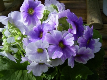 Ngỡ ngàng trước vẻ đẹp tinh khôi của 5 loại hoa nở về đêm