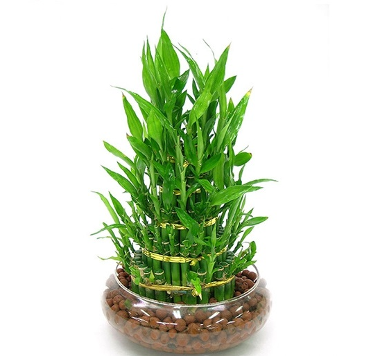 3 loại cây may mắn trồng thủy canh sẽ dễ hơn, ngâm trong nước 7 ngày là bén rễ