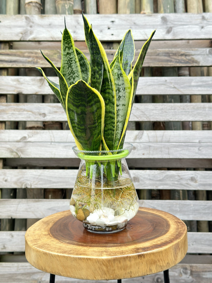 3 loại cây may mắn trồng thủy canh sẽ dễ hơn, ngâm trong nước 7 ngày là bén rễ