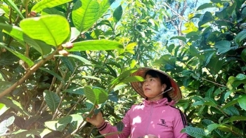 Trồng giống cây được ví như “báu vật”, nông dân thu vài trăm triệu mỗi vụ